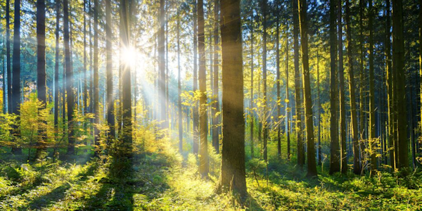 Illustratie-zonnestralen-door-bomen-600x300