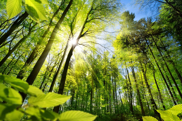 duurzame-resultaten-bos-zonlicht 600 x 400