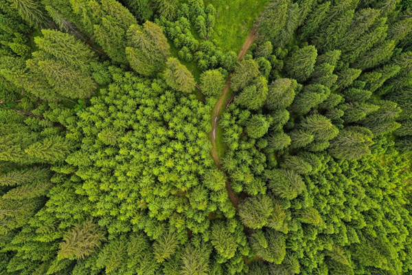 illustratie naaldbos van boven